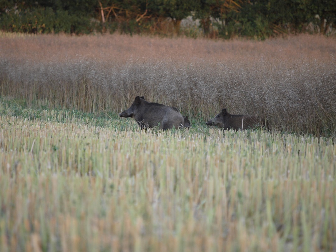 Wildschaden vermeiden - Das perfekte Revier von Hubert Witt Sauen Wildschwein Jagd Jägermagazin hunting wildboar