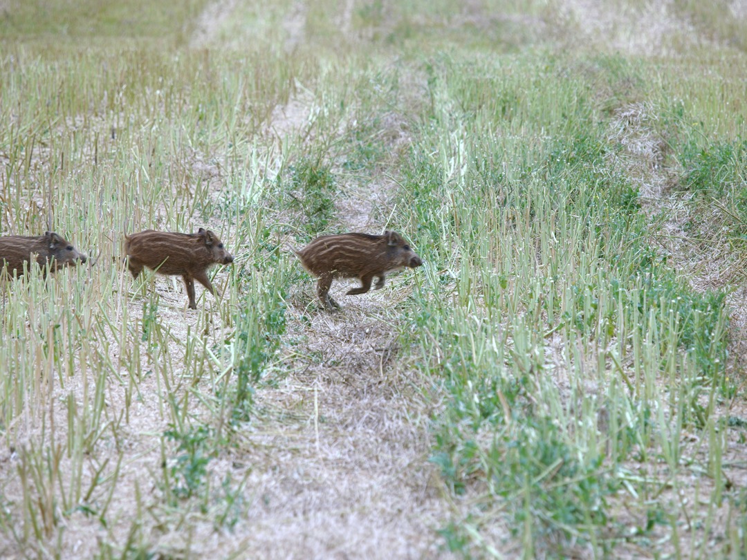 60.000 Sauen in NRW erlegt Sauen Wildschwein Jagd Jägermagazin hunting wildboar