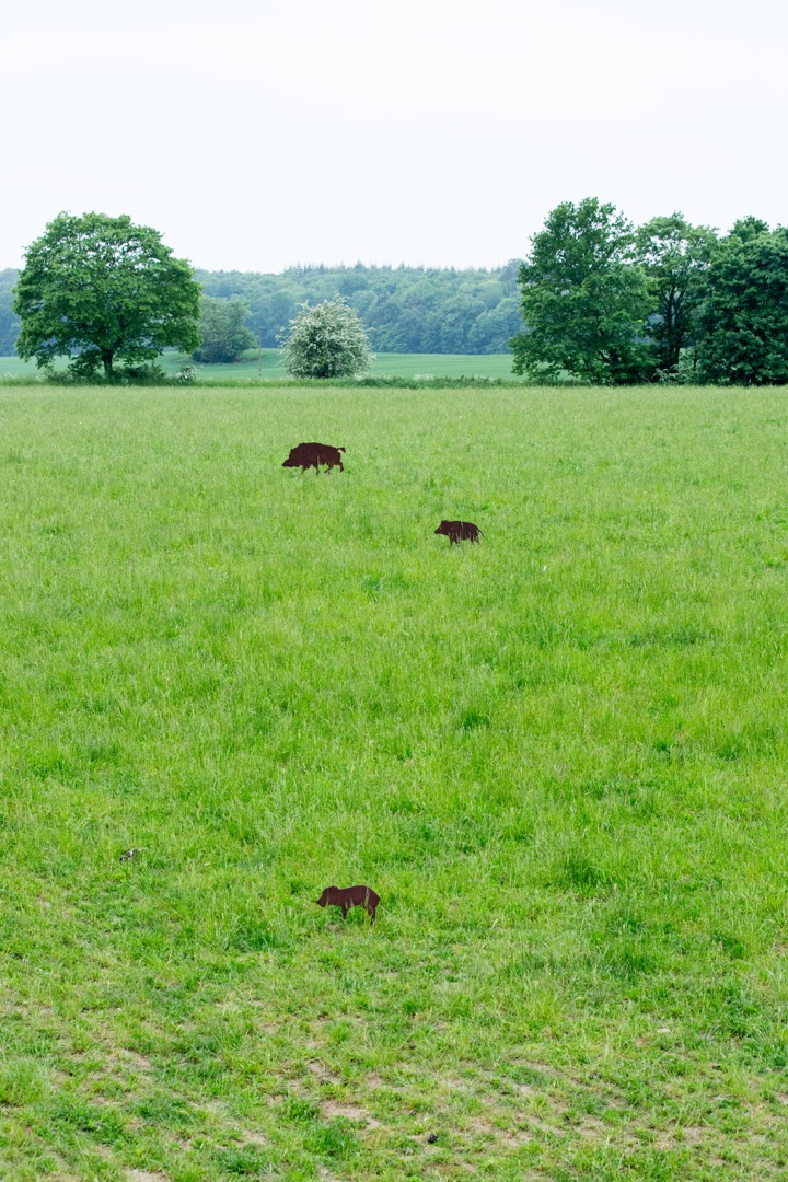 Entfernung schätzen Sauen Wildschwein Jagd Jägermagazin hunting wildboar