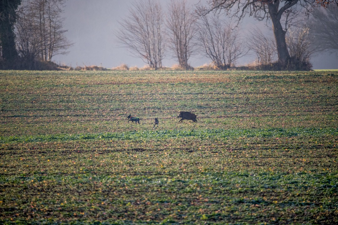 Abschussprämie für Schwarzwild Sauen Wildschwein Jagd Jägermagazin hunting wildboar