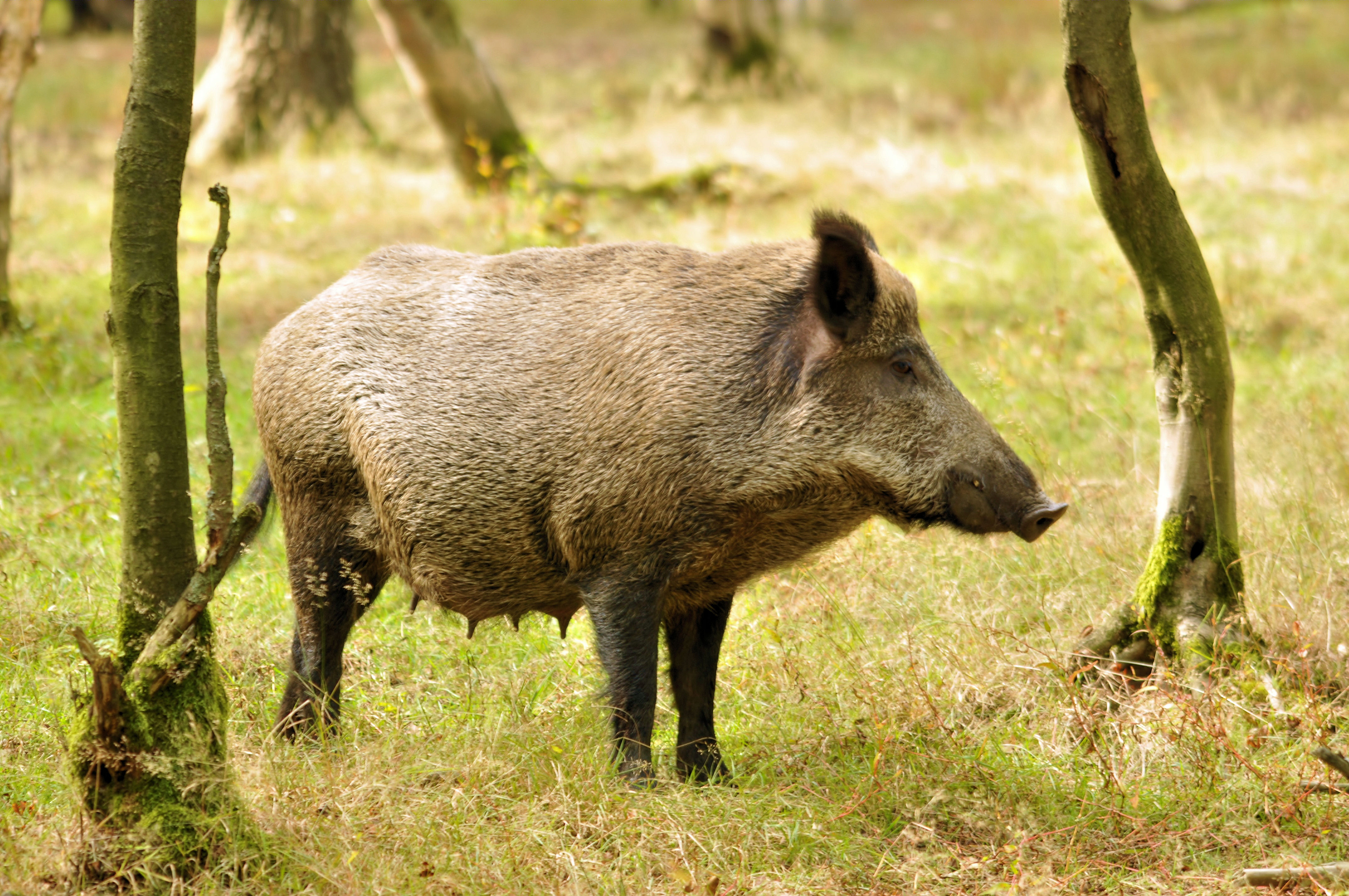 Schwarzwild Bachen Frischlinge Nachwuchs Wildschwein Ferkel Wildschweine Keiler