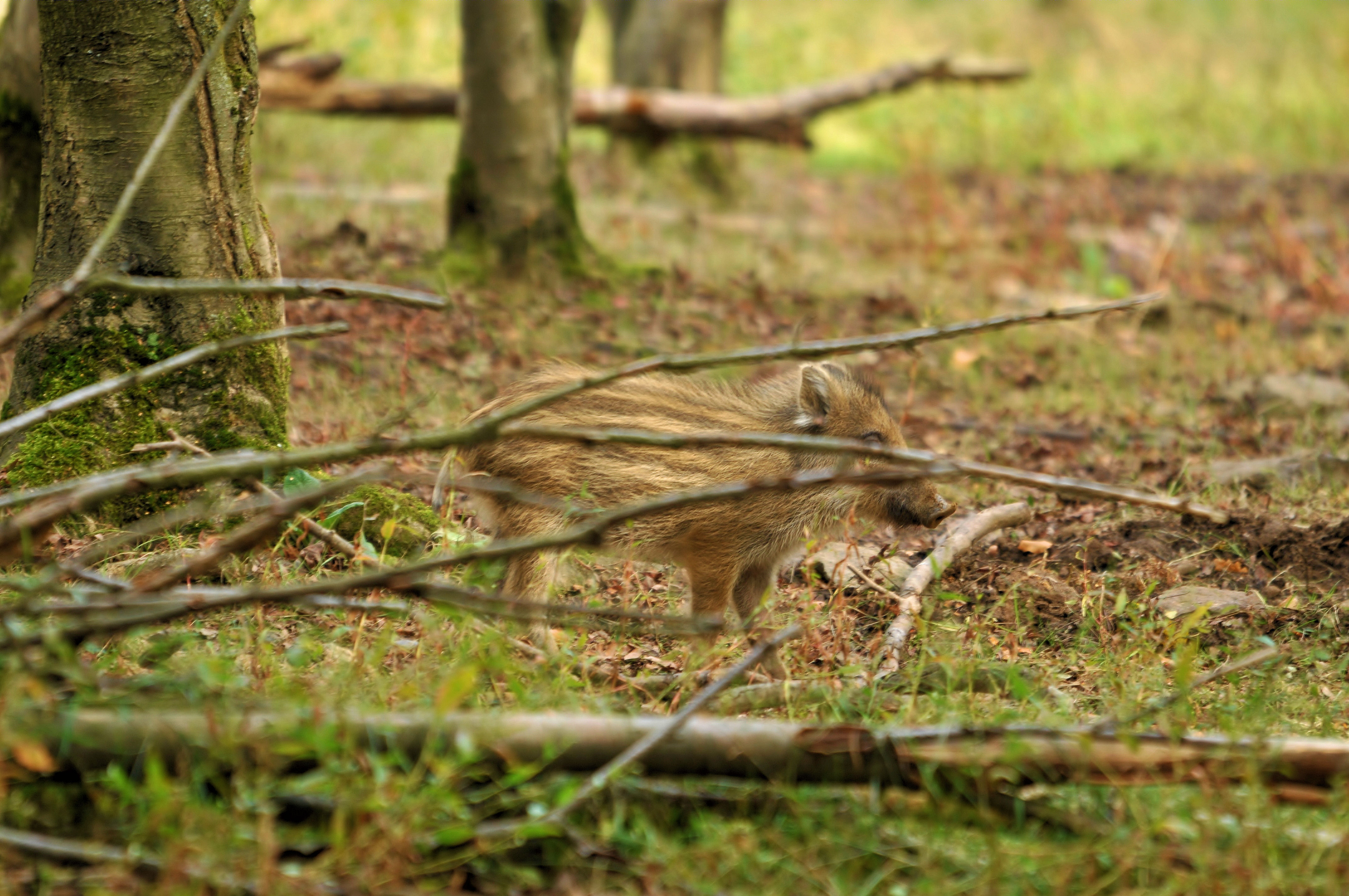 Schwarzwild Bachen Frischlinge Nachwuchs Wildschwein Ferkel Wildschweine Keiler