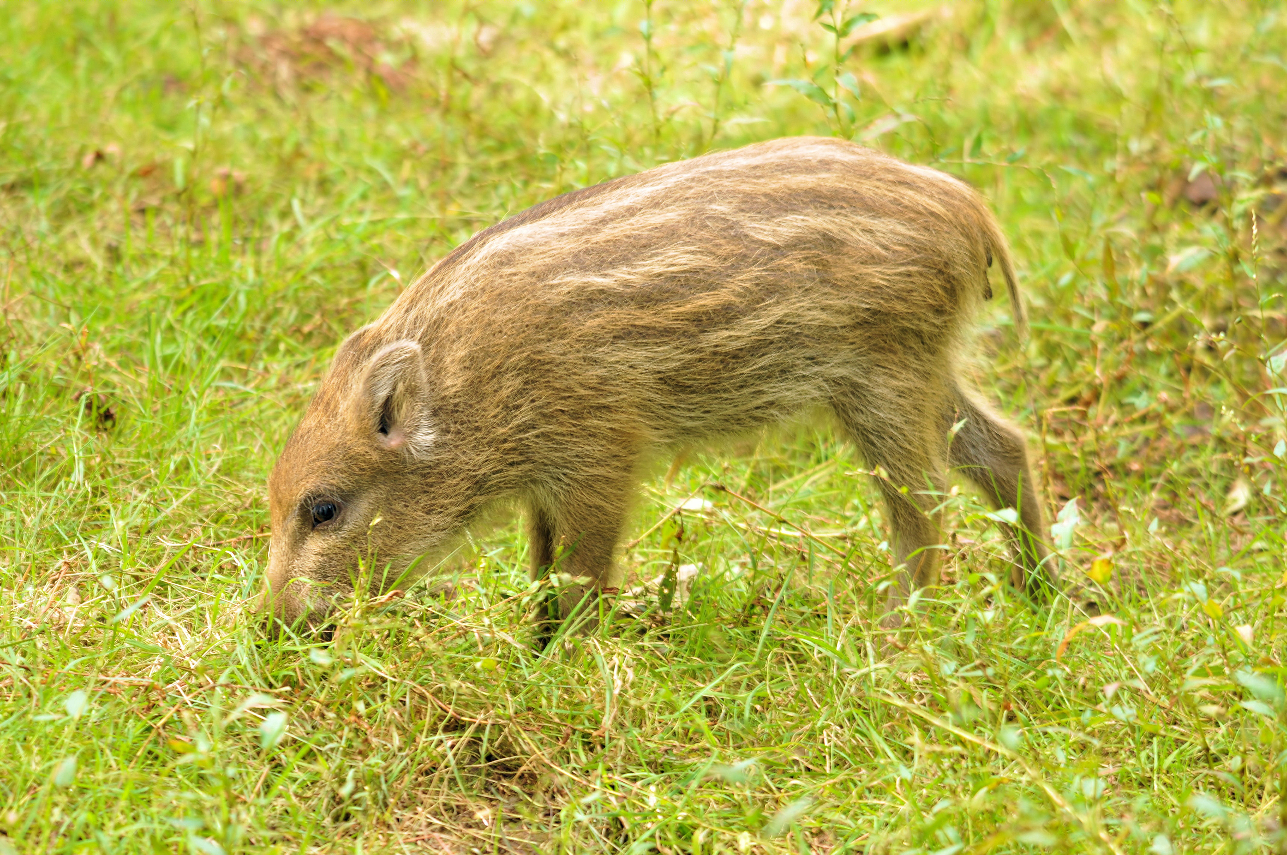 Schwarzwild Bachen Frischlinge Nachwuchs Wildschwein Ferkel Wildschweine Keiler