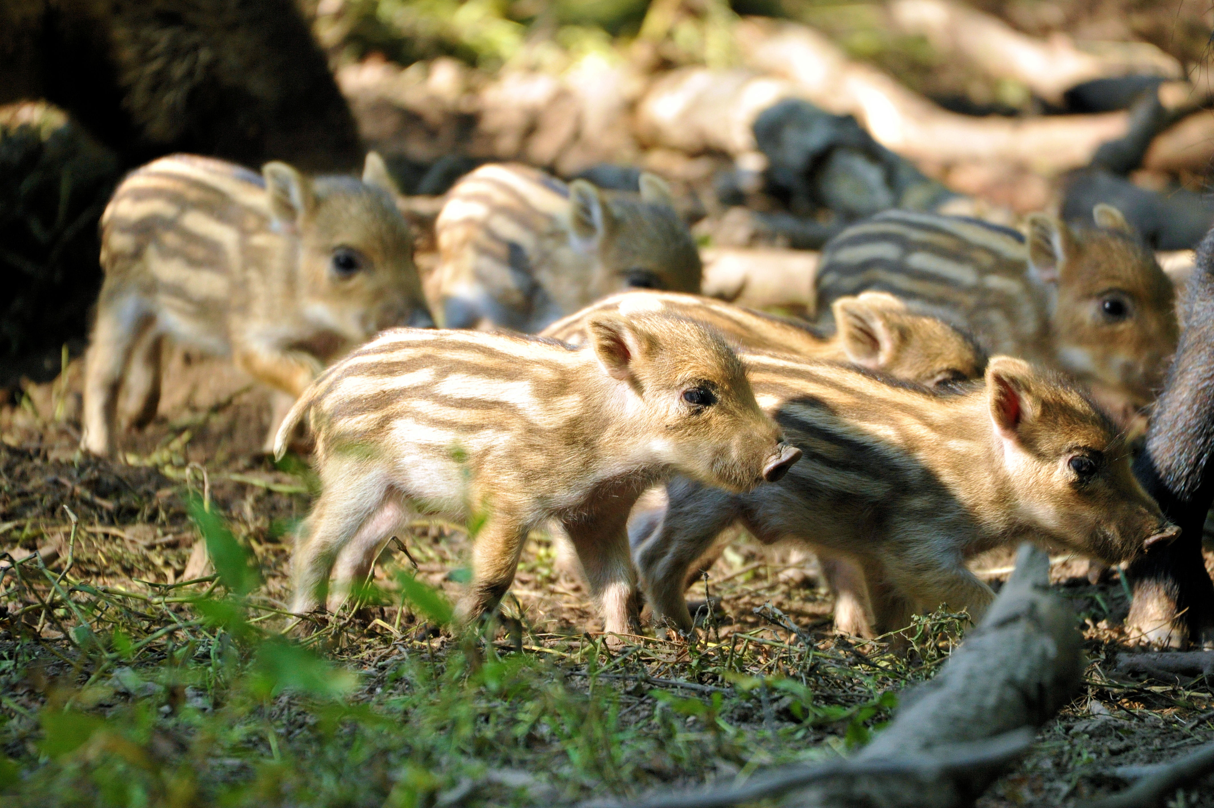 Schwarzwild Bachen Frischlinge Nachwuchs Wildschwein Ferkel Wildschweine Keiler