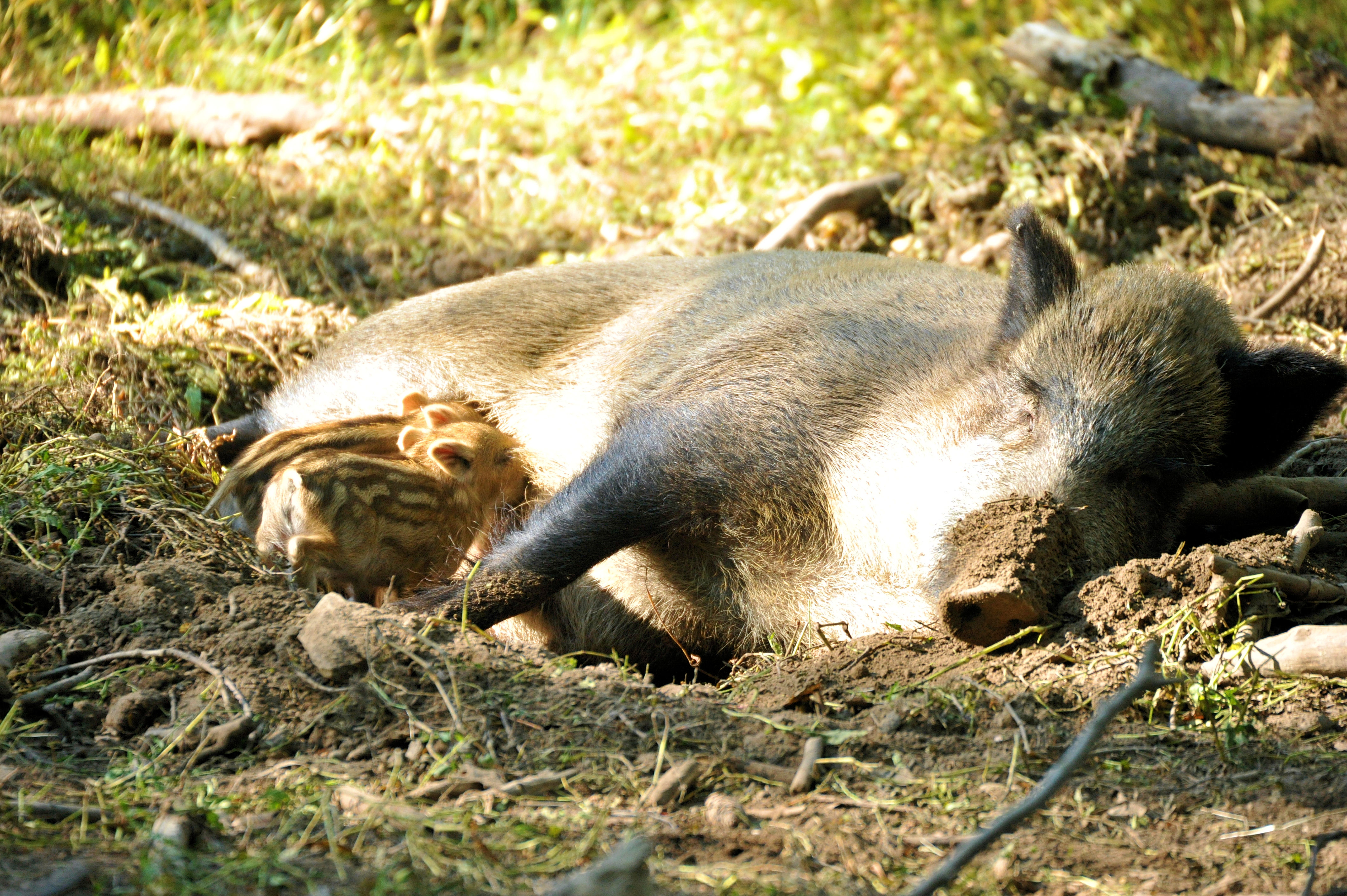 Schwarzwild Bachen Frischlinge Nachwuchs Wildschwein Ferkel Wildschweine Keiler