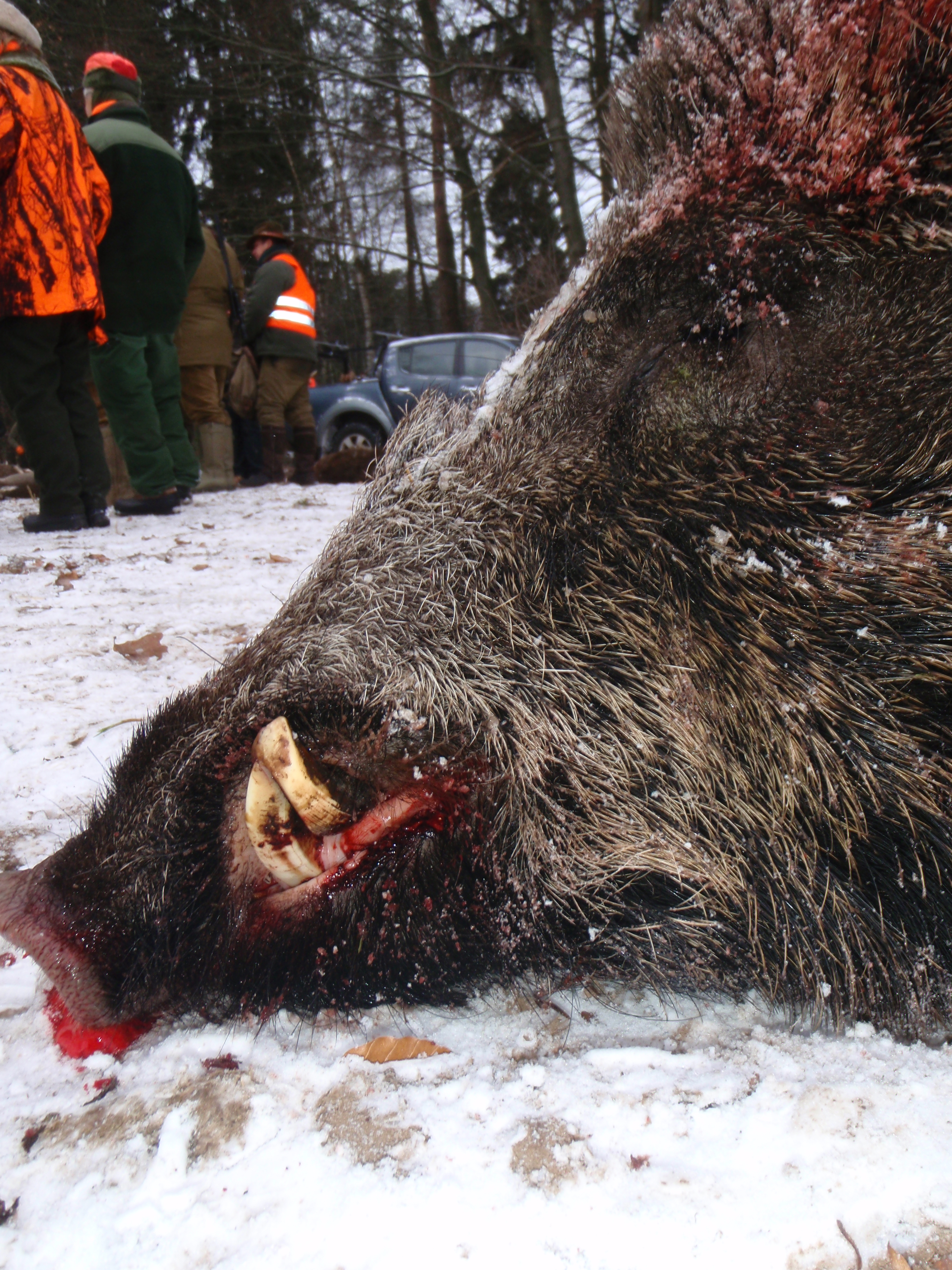 Deutsche Jäger erlegen über 820.000 Wildschweine